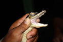Amazonia 2010