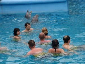 pływanie z delfinami, dominikana