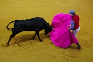 walka z bykiem, andaluzja / hiszpania